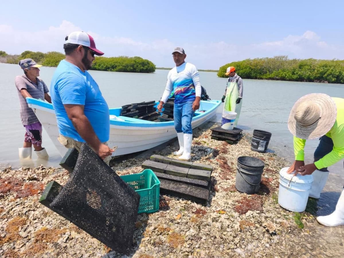 Aldama fortalece producción sostenible de ostión en la Laguna de San Andrés