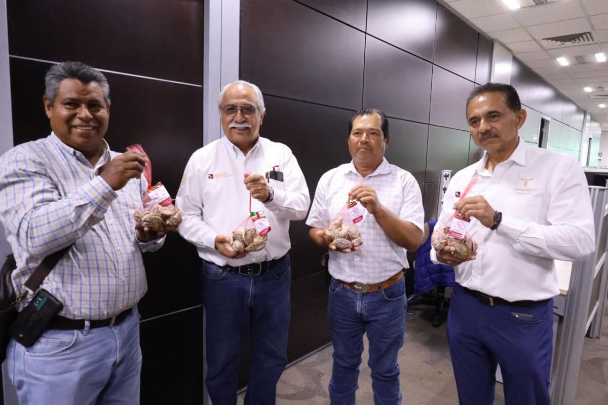 Productores colocan con éxito la primera cosecha de ostión tamaulipeco
