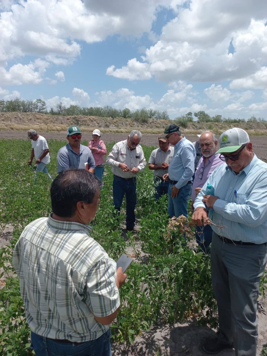 Tamaulipas evalúa desarrollo del cultivo de frijol guar en San Fernando y Méndez